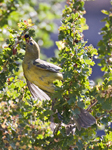 Western Tanager 1913